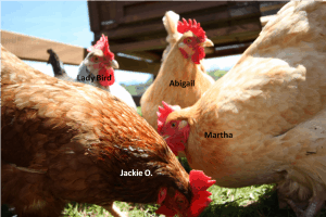 Chickens Final