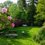 Green backyard with pink flowers