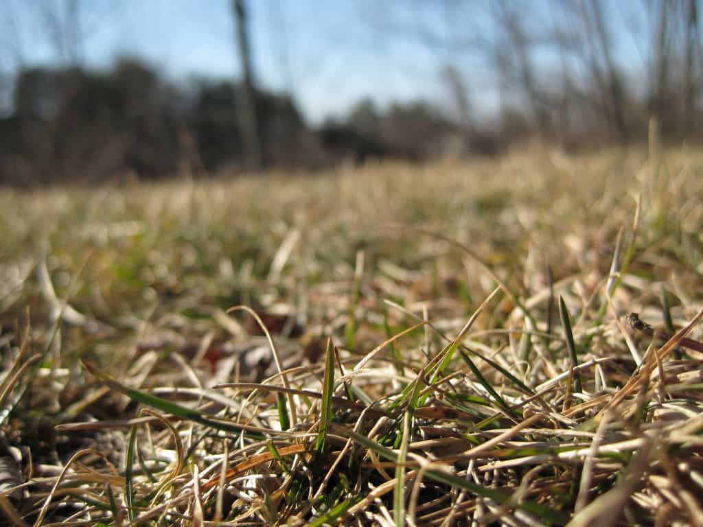 How to fix common lawn problems