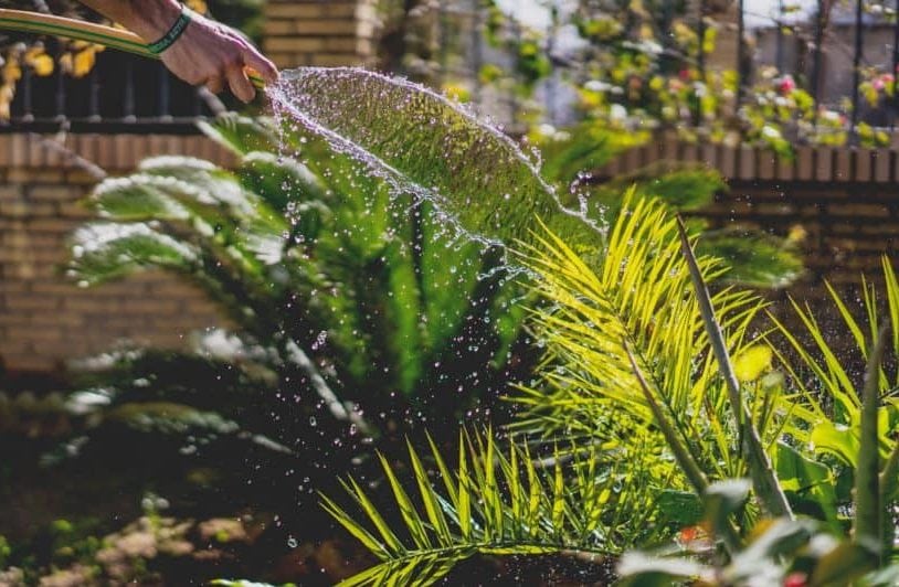 Watering plants less frequently to conserve water during droughts