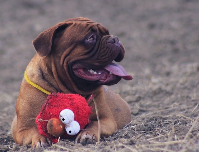 Big dog with toy