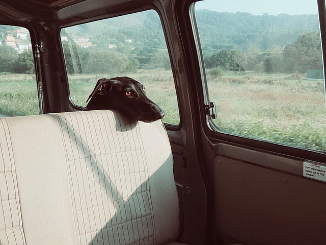 Dog in backseat