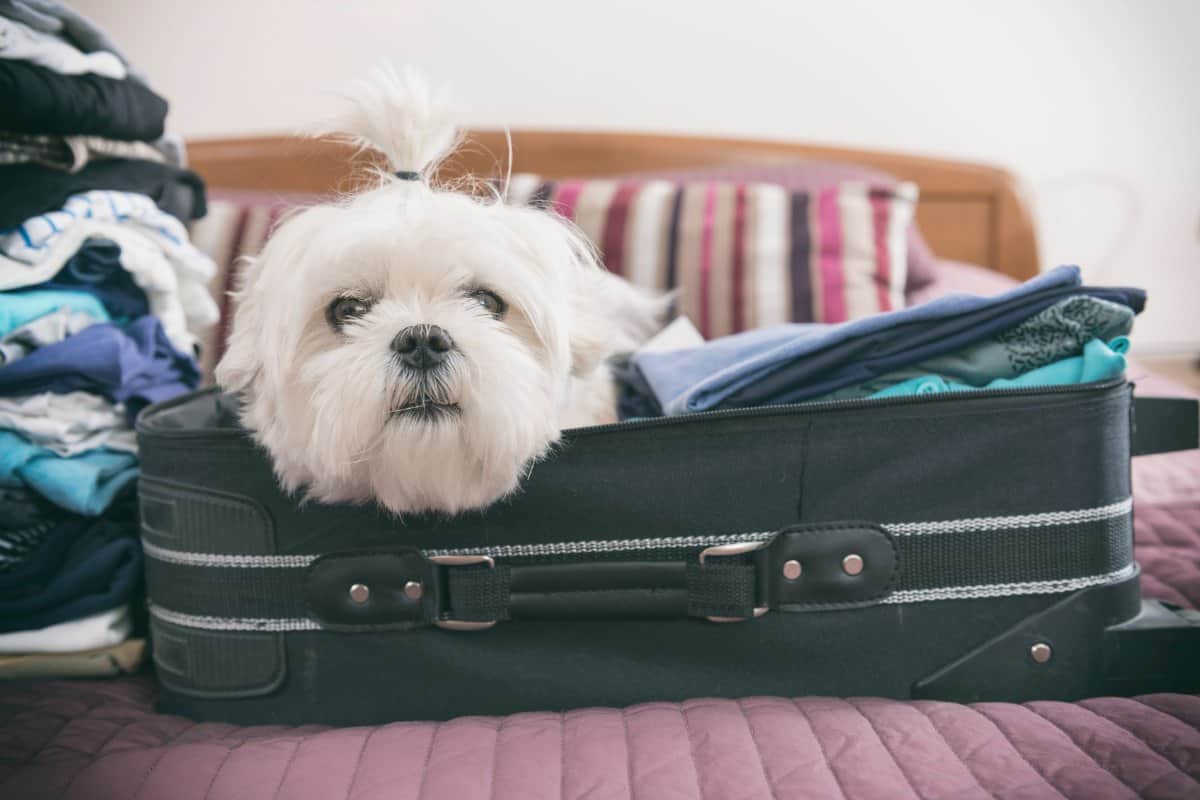 Small dog maltese sitting in the suitcase or bag wearing sunglasses and waiting for a trip