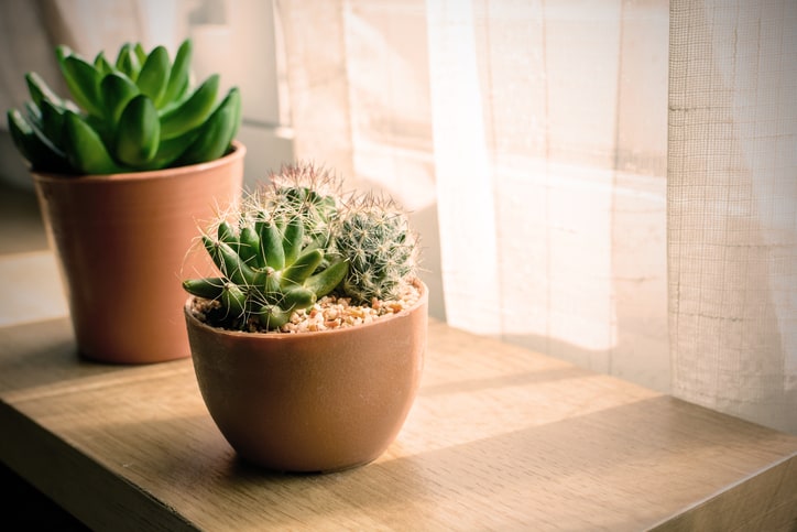 various of small plant and cactus in a pot, Vintage style