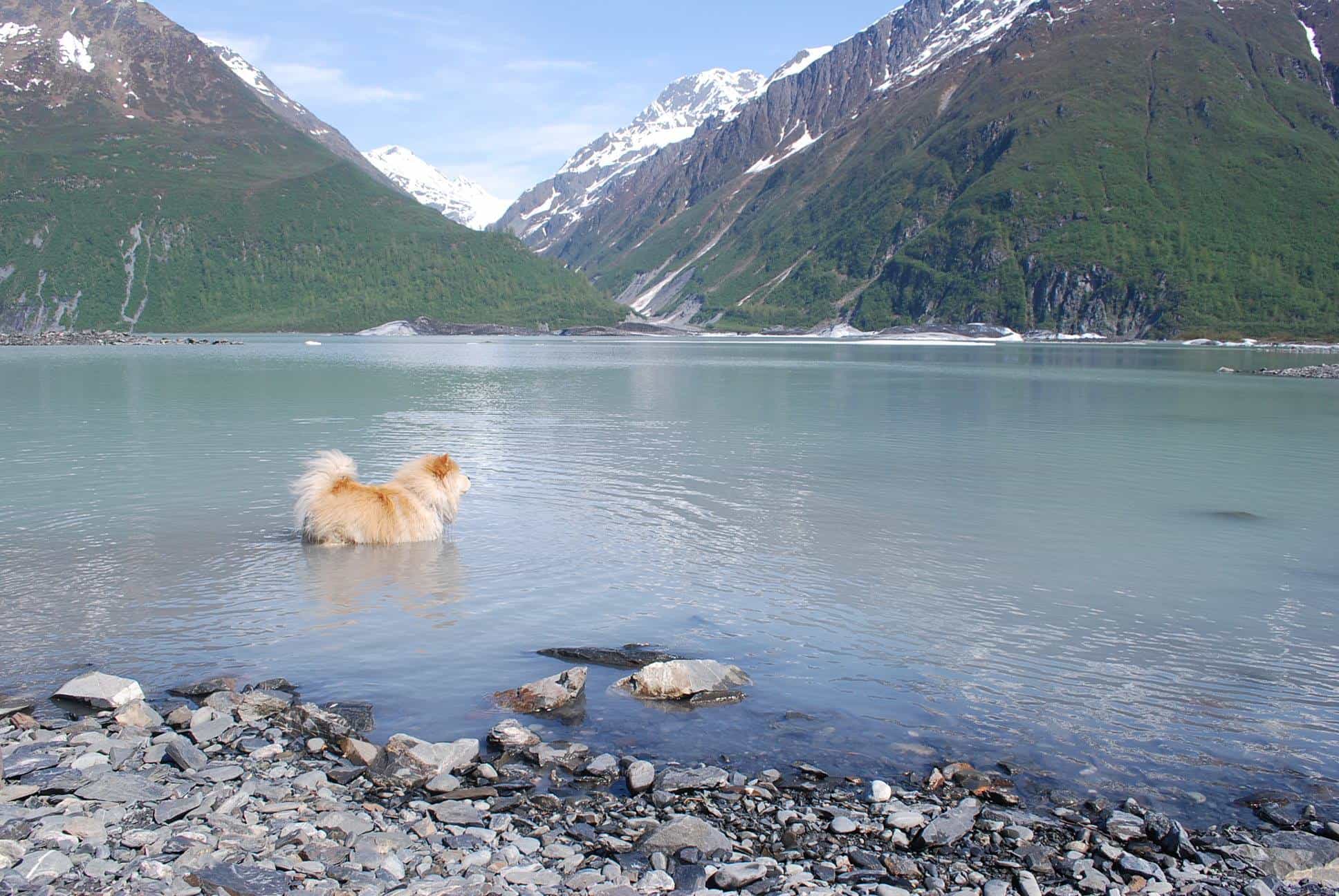 Dog in Lake