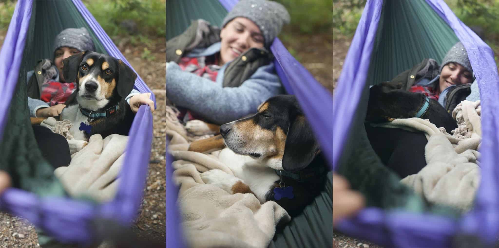Dog in hammock