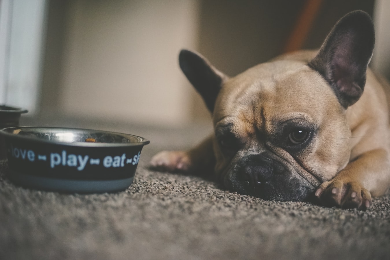 dog laying by food bowl 