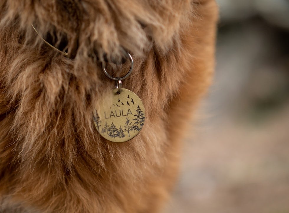 dog wearing a dog tag