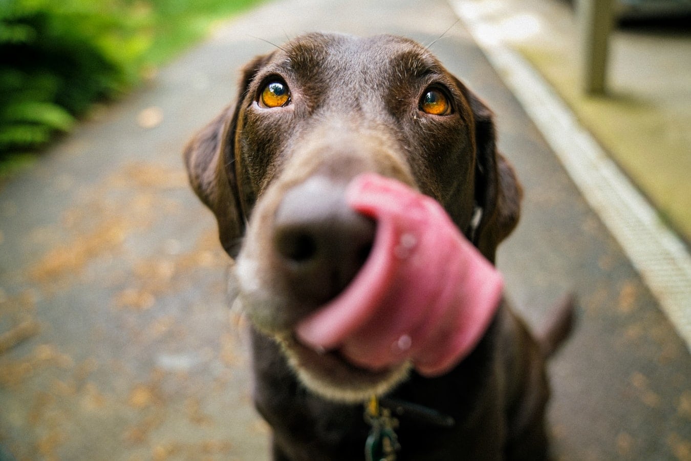 chocolate lab with his tongue out 