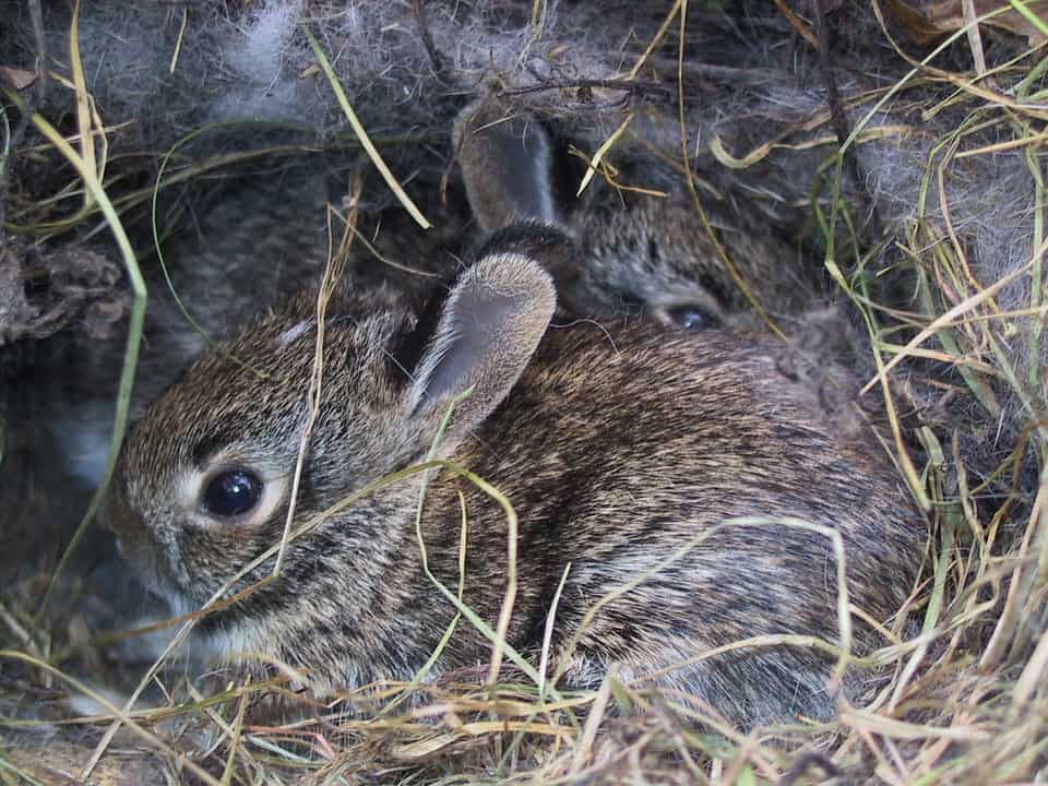 How to Make Your Backyard a Sanctuary for Wildlife