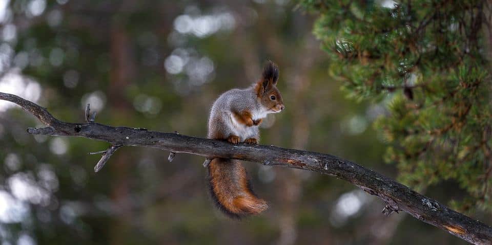 How to Make Your Backyard a Sanctuary for Wildlife