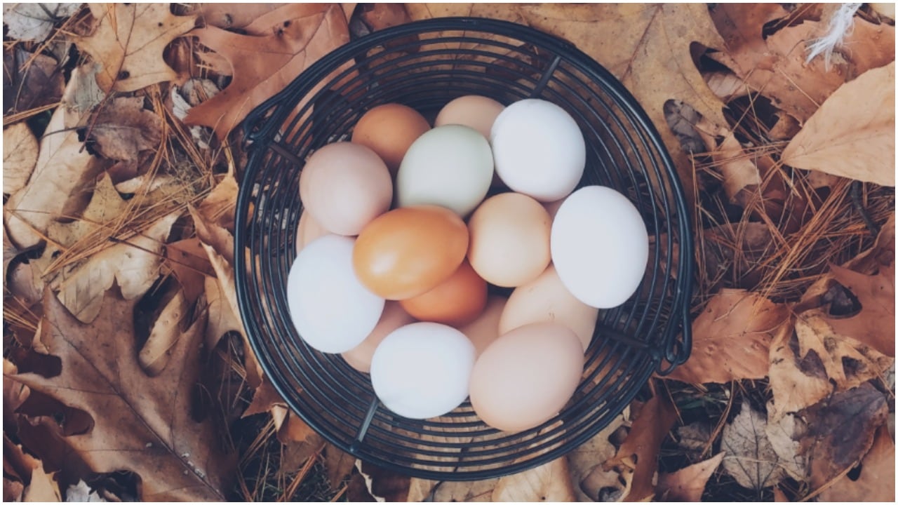 Hobby farm eggs