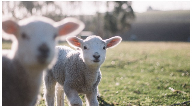 Two baby lambs on hobby farm