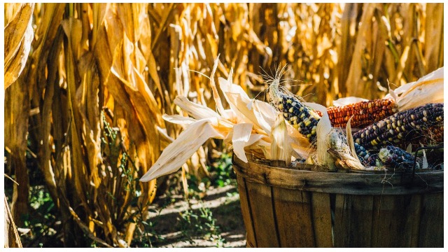 Hobby farm corn harvest