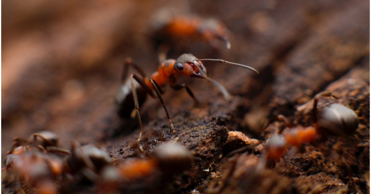 common household pests