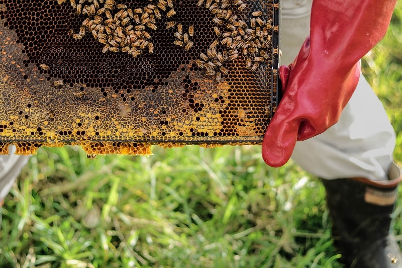 Beekeeper collecting honey and beeswax in their backyard