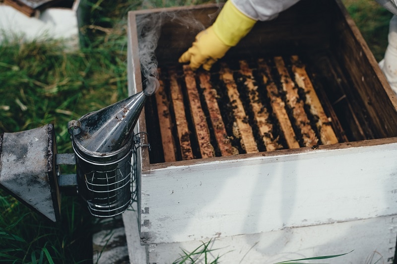Beekeeping with smoker and honey bee colony
