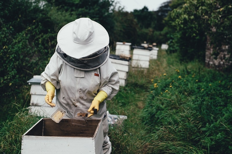 Beekeeping safety suit with backyard honey bee colony