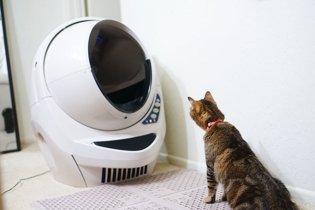Cat with an automated litter box smart home device