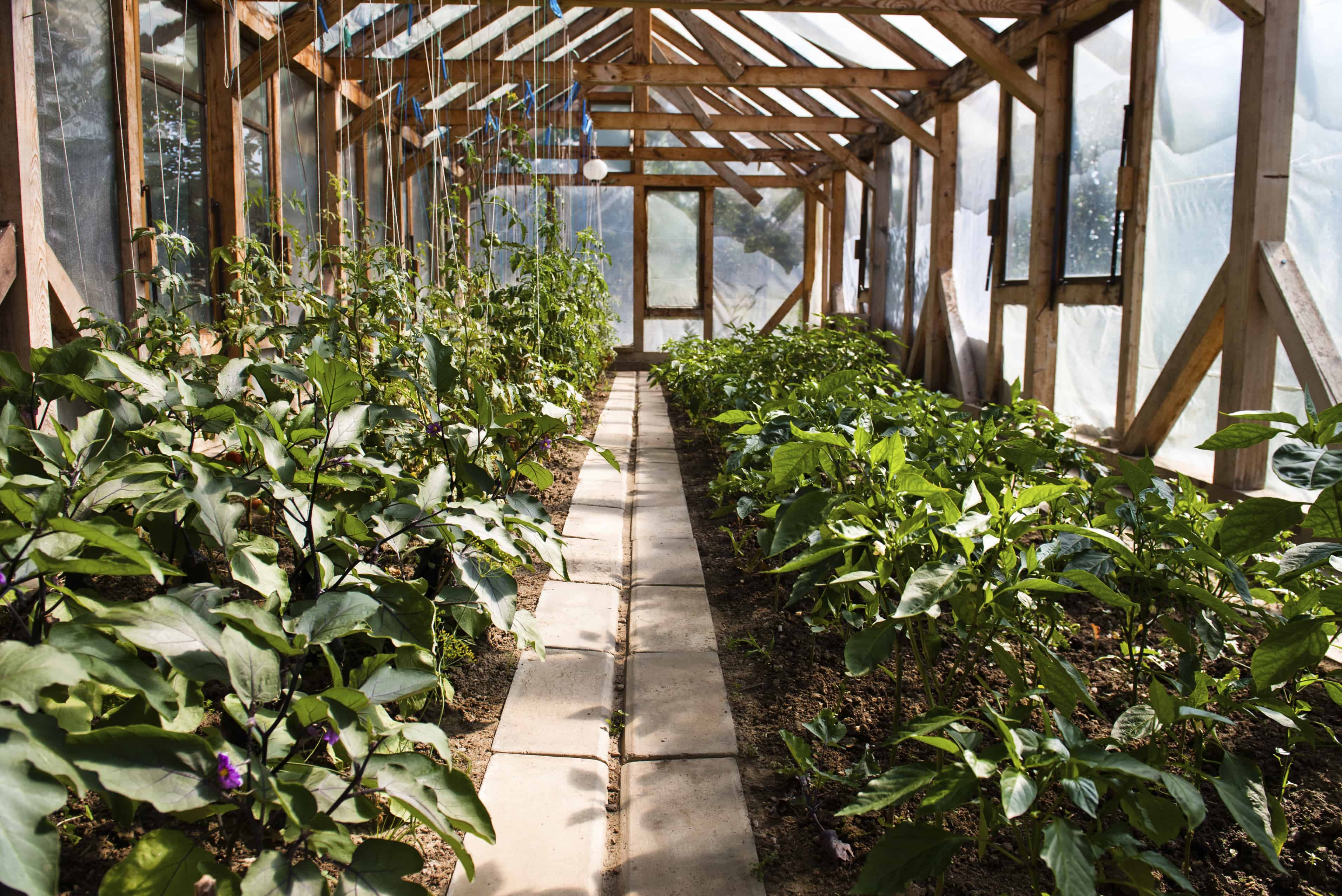 Example of a greenhouse