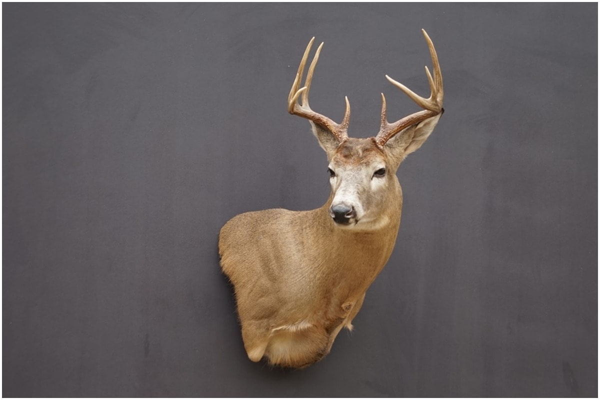 taxidermy deer trophy mount