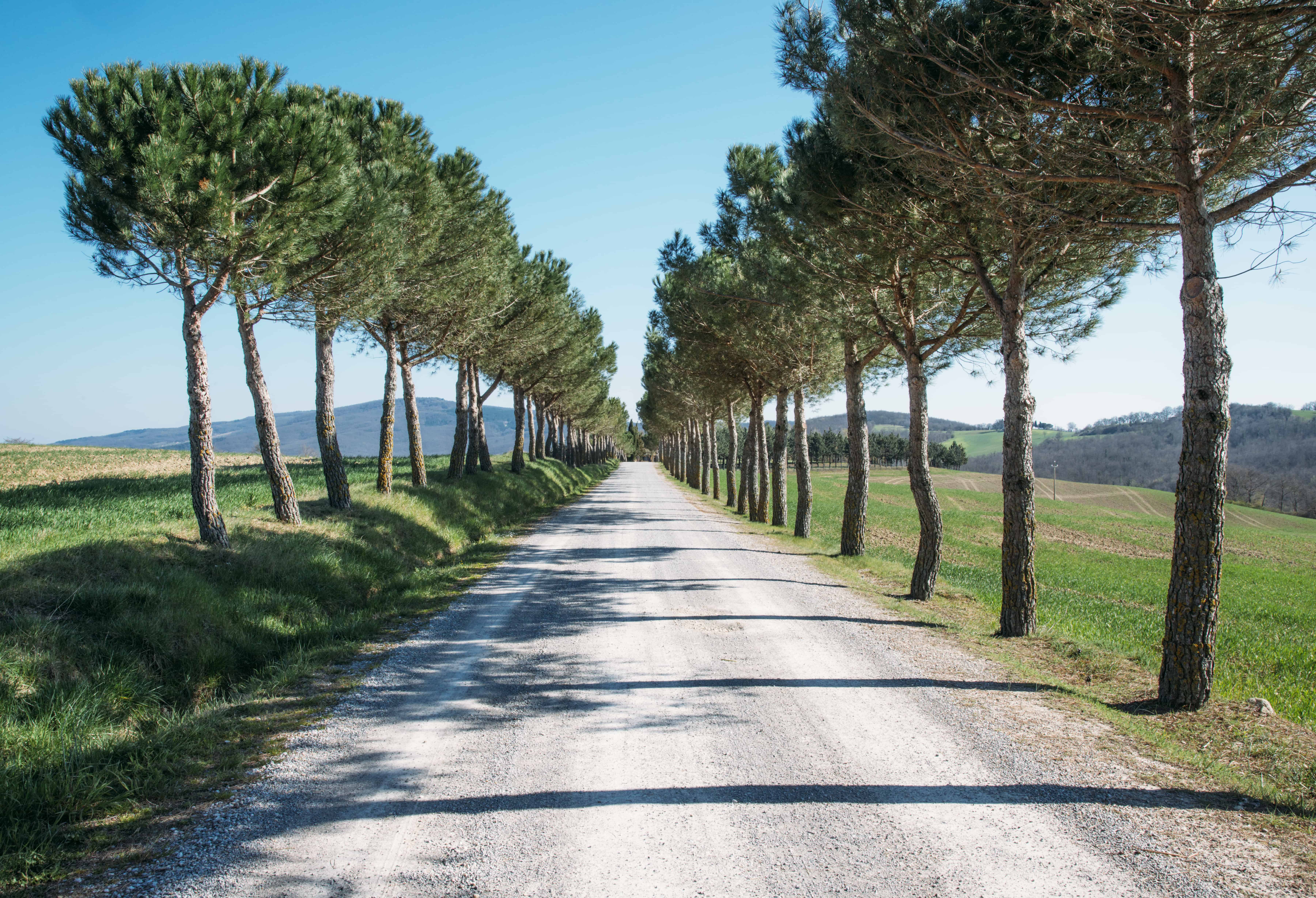 long gravel driveway lined with trees in country setting