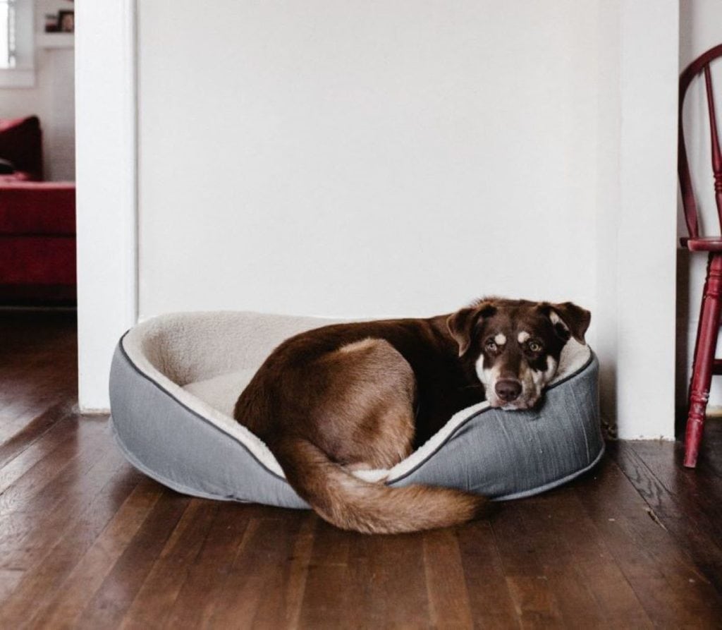 A puppy lying in the new dog bed to help improve his owner's quality of sleep.