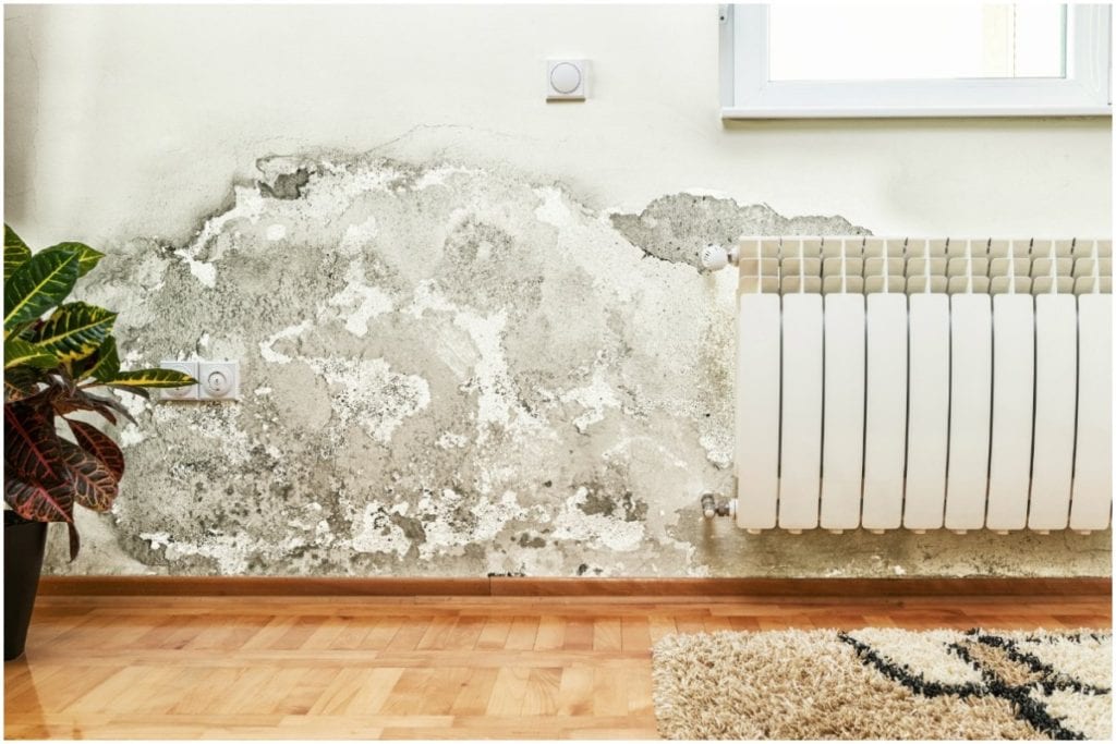health hazard of mold in home