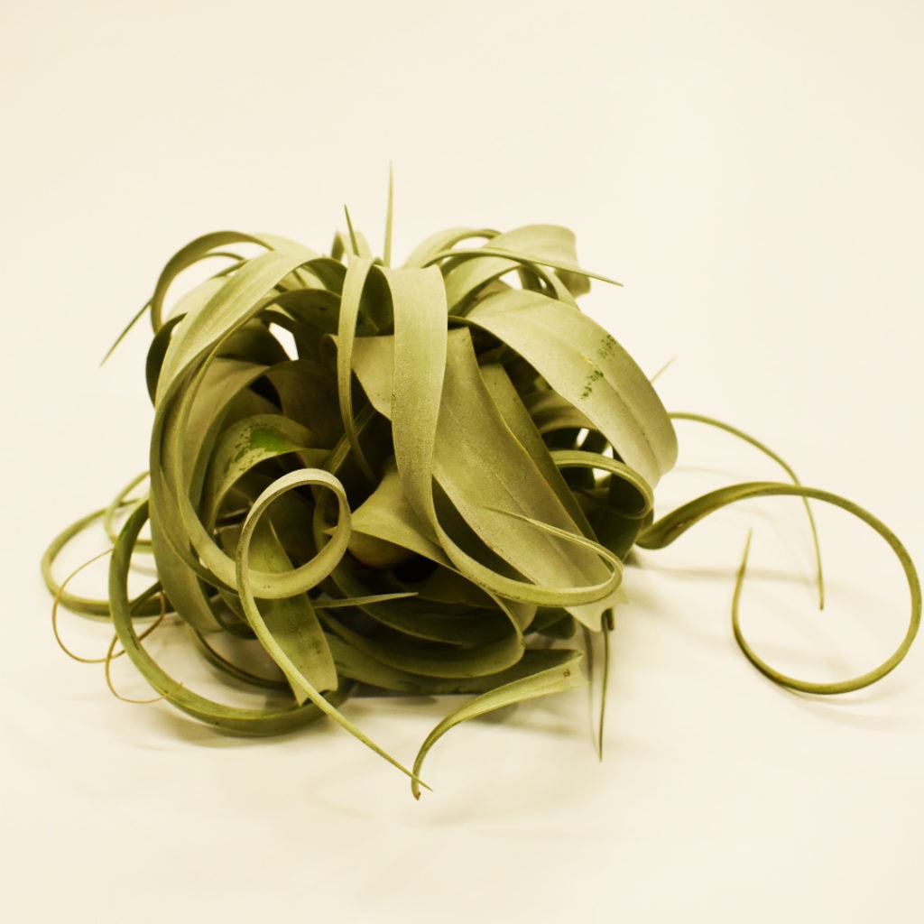Add Xerographica Airplant to your curb appeal in winter