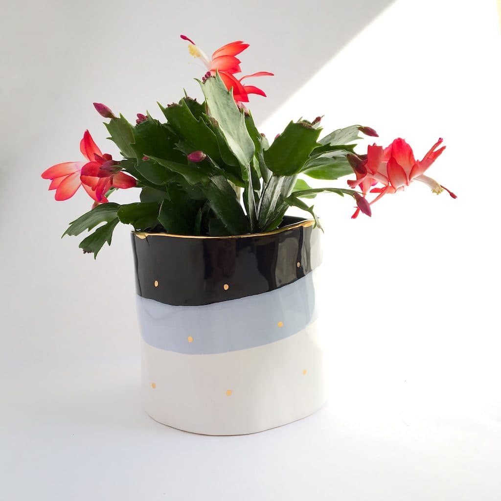 Add Christmas Cactus to your curb appeal in winter