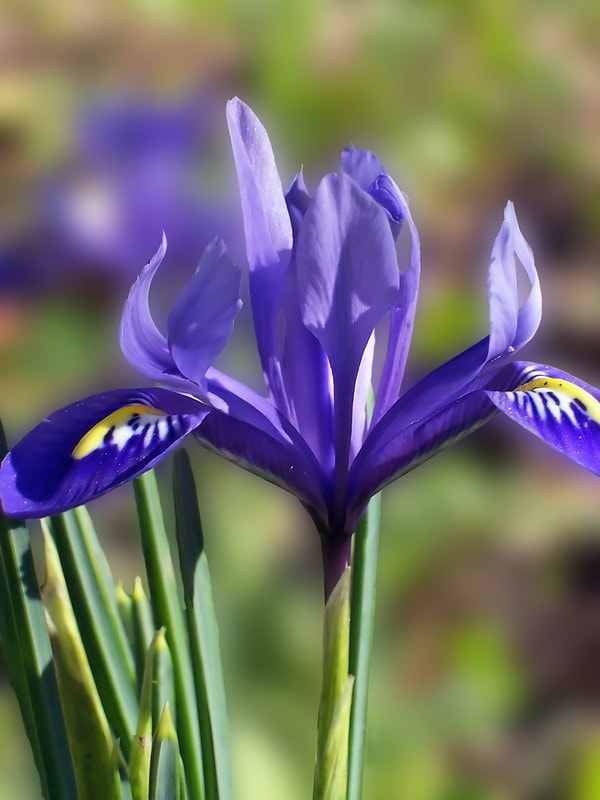 Add Douglas Iris to your curb appeal in winter