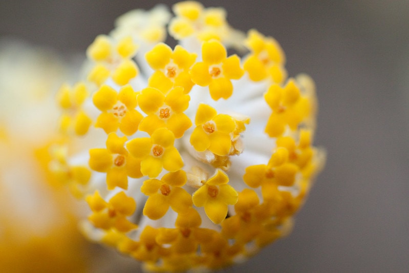 Add Edgeworthia chrysantha to your curb appeal in winter