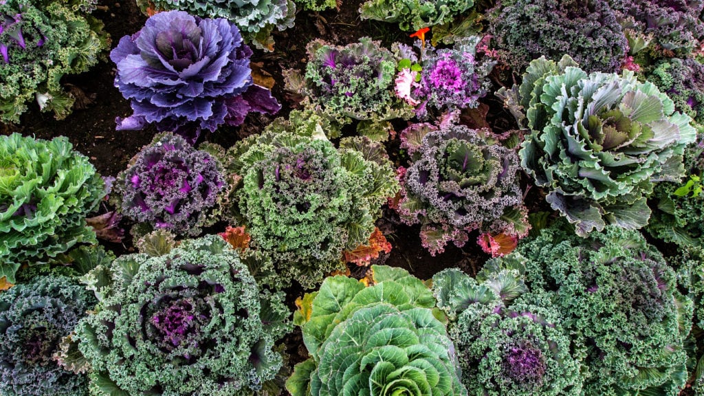 Add Kale to your curb appeal in winter
