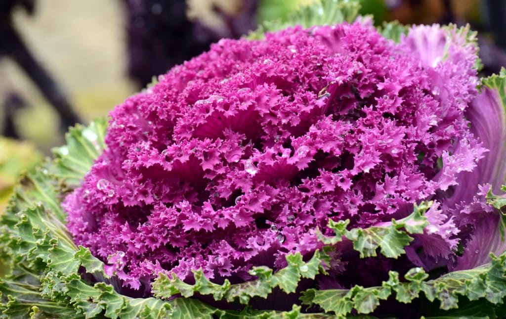 Add Ornamental Cabbage to your curb appeal in winter