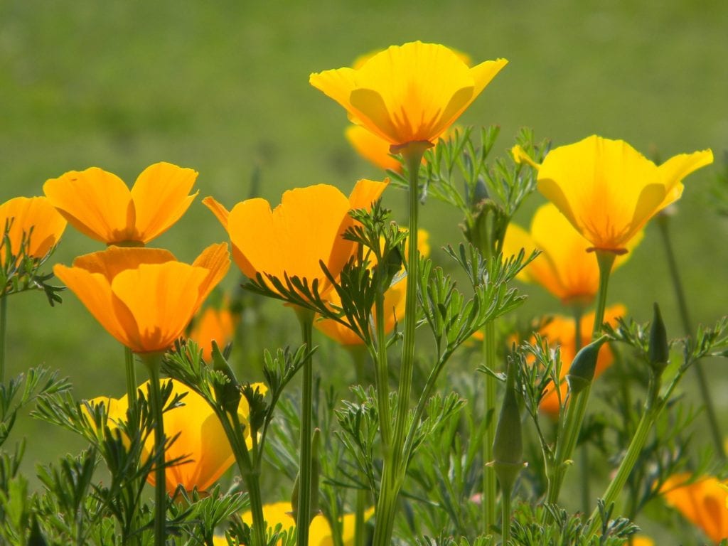 Add Poppy Seed to your curb appeal in winter for spring bloom