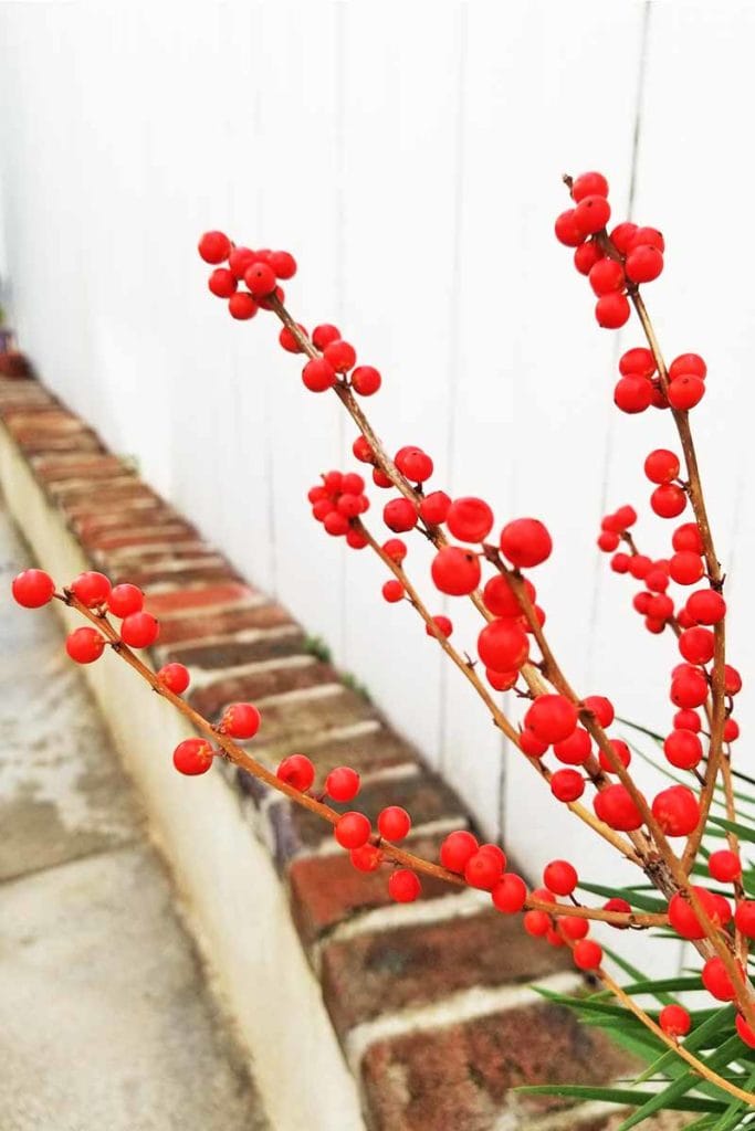 Add Winterberry to your curb appeal in winter