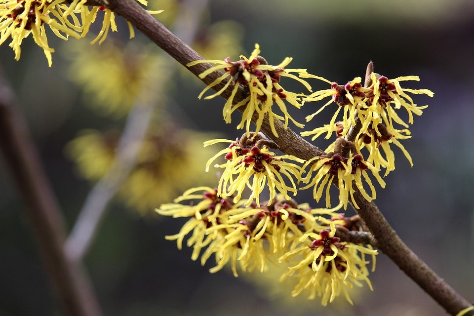 Add Witch Hazel to your curb appeal in winter