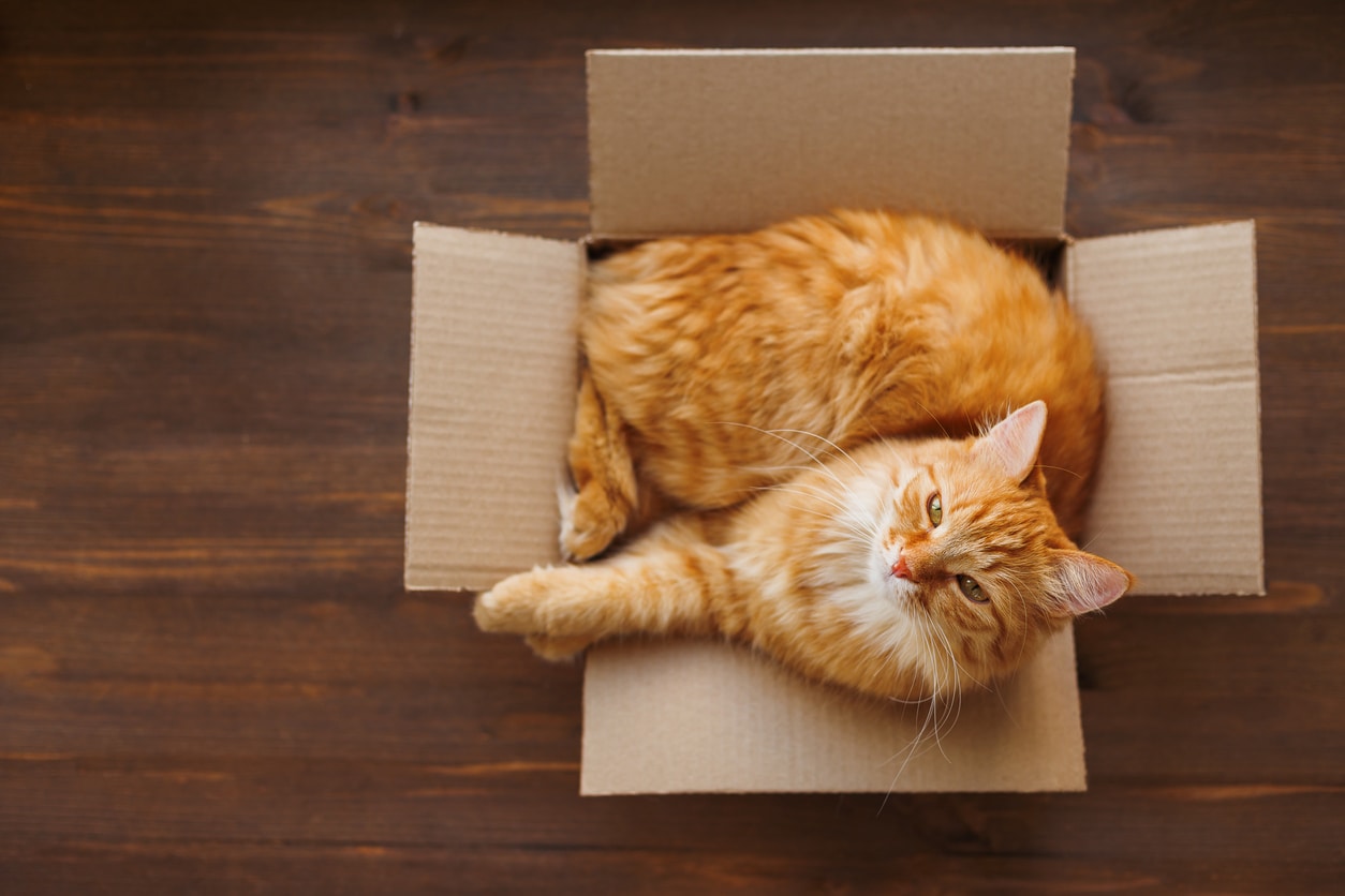 orange tabby cat in moving box 