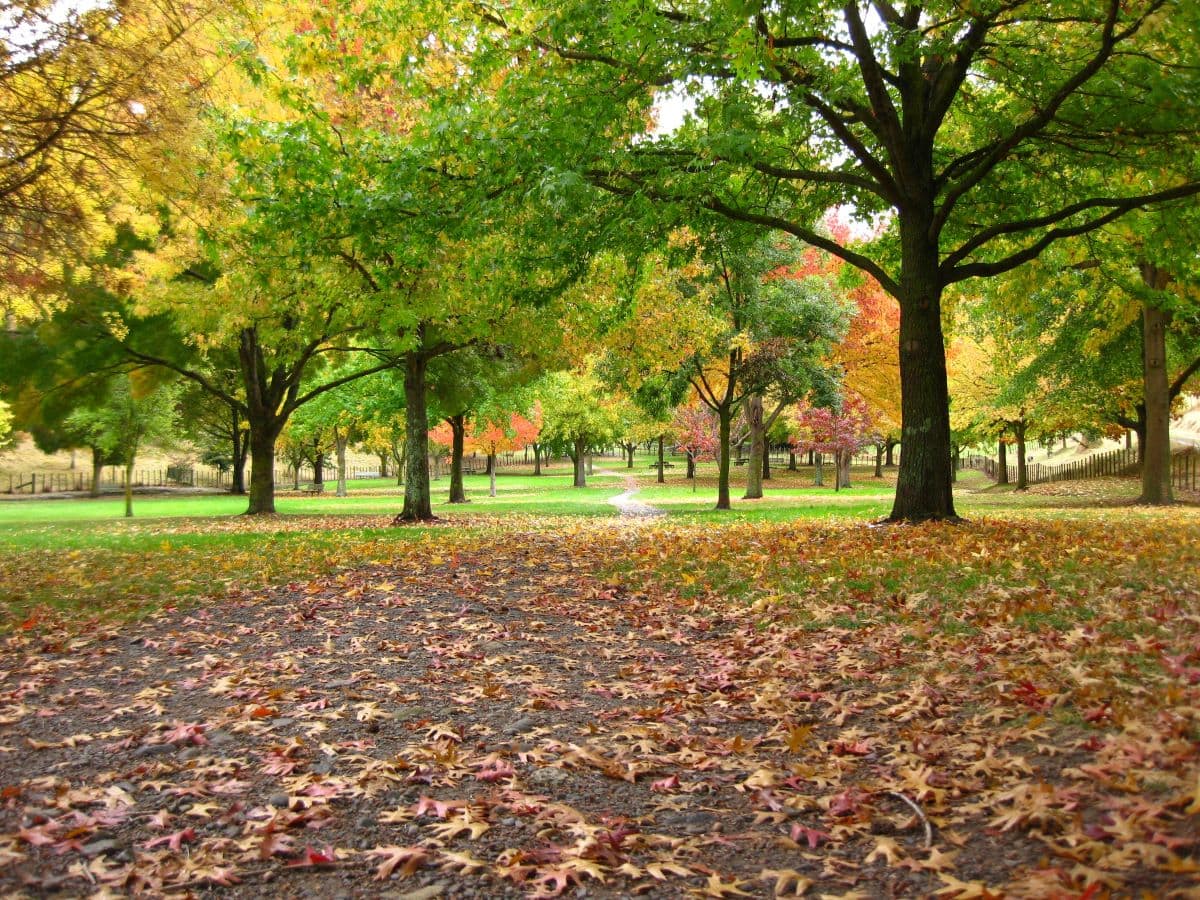 park in the fall 