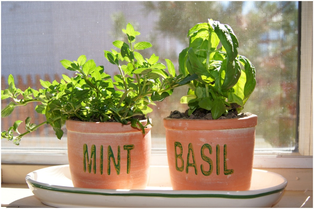 mint and basil plant in labeled pots