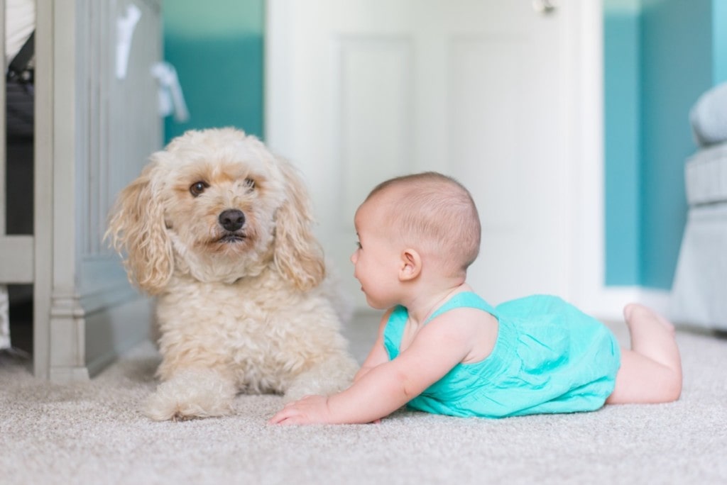baby on new carpet with puppy. Old carpets are sources of affecting your indoor allergies