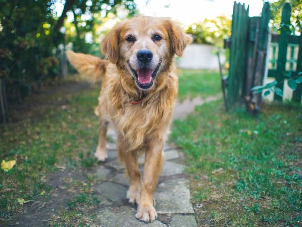 Golden retriever running down a path