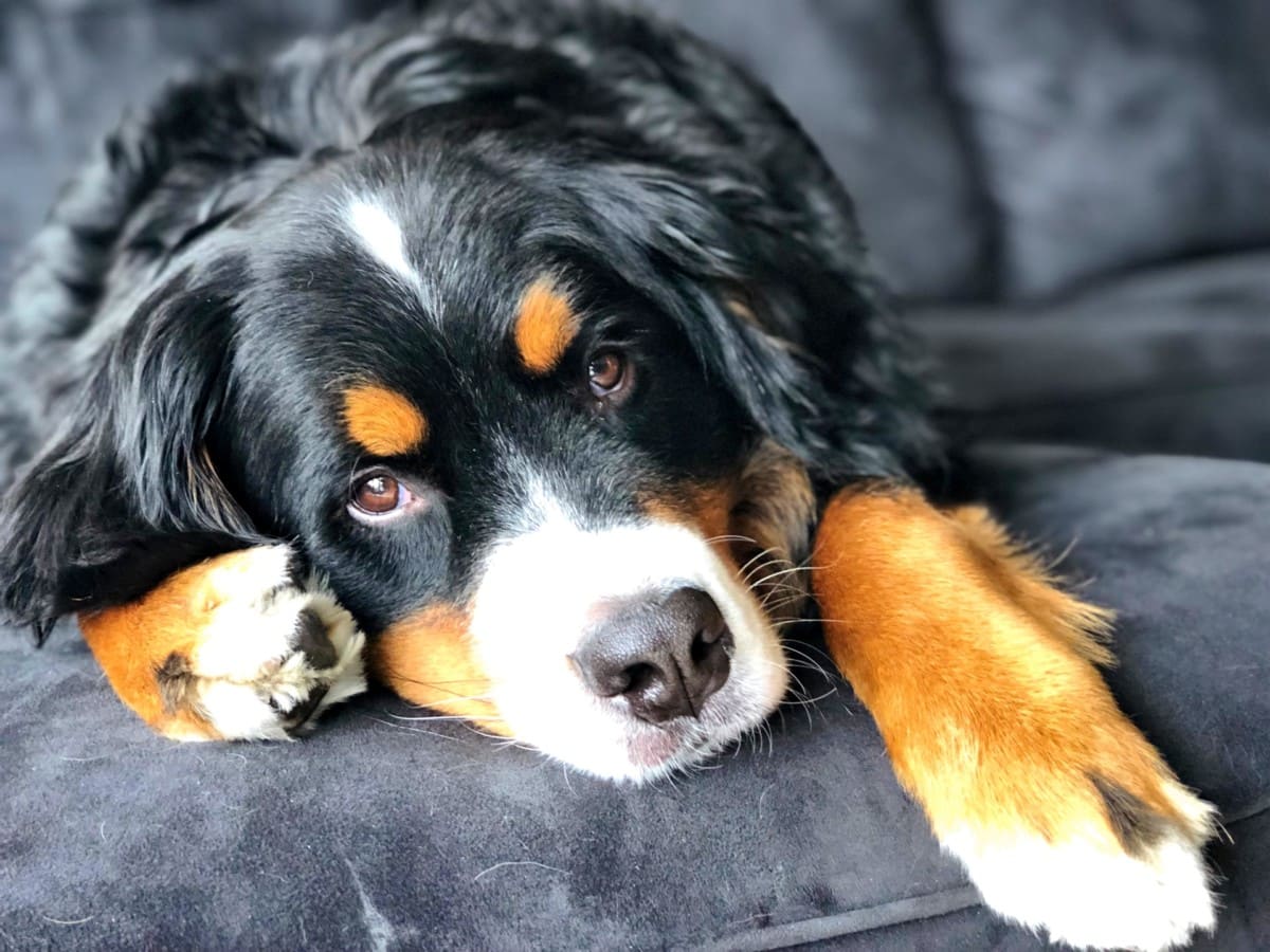 Bernese mountain dog lounging on couch