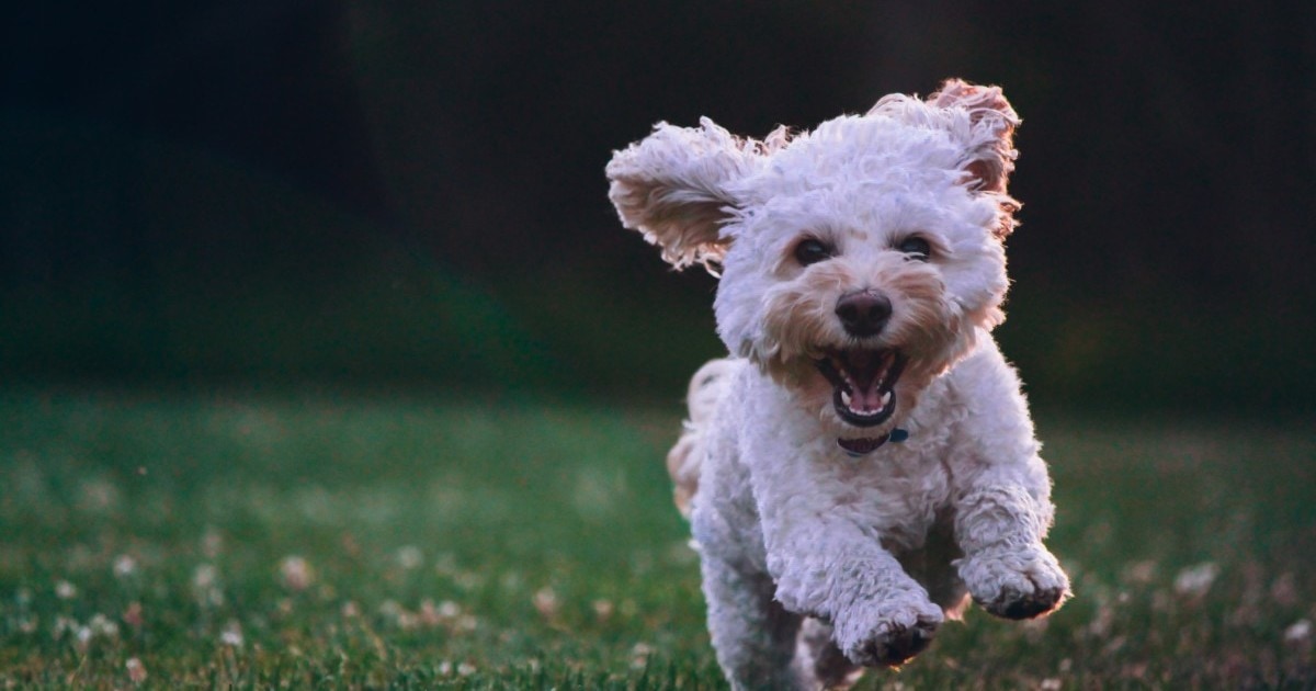 A poodle leaps across the lawn as their owner learns how to prepare for a puppy