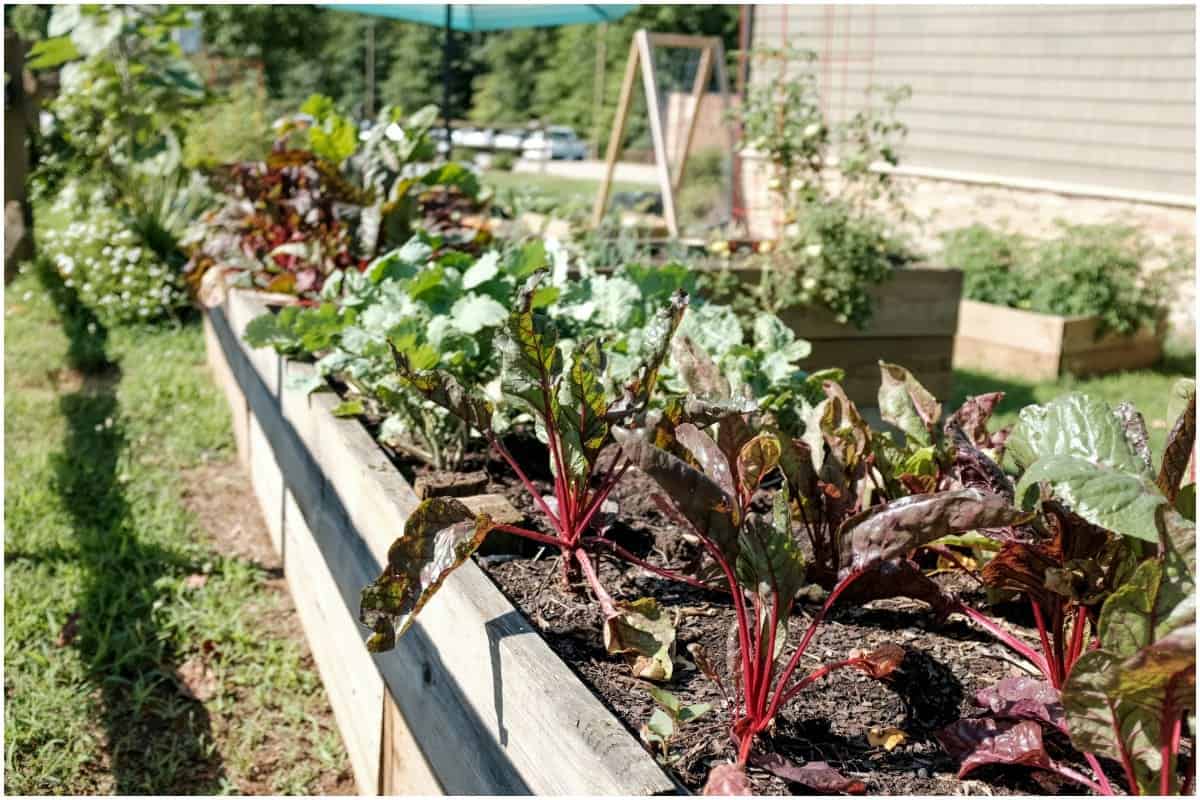 vegetable garden