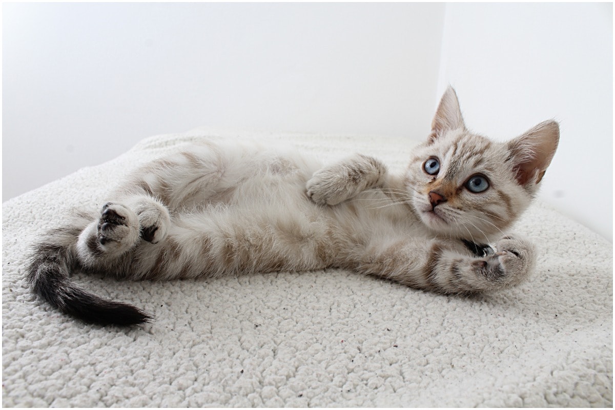 A white cat lying down