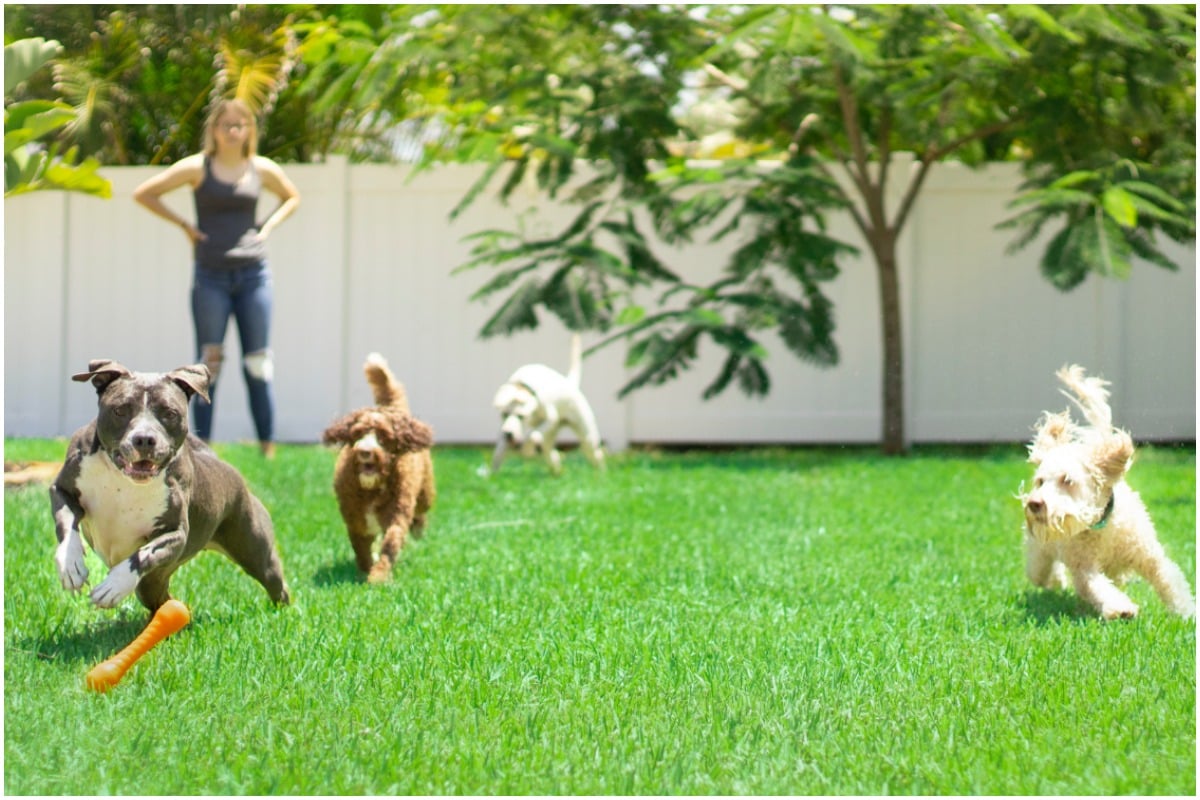 Dogs playing in a backyard