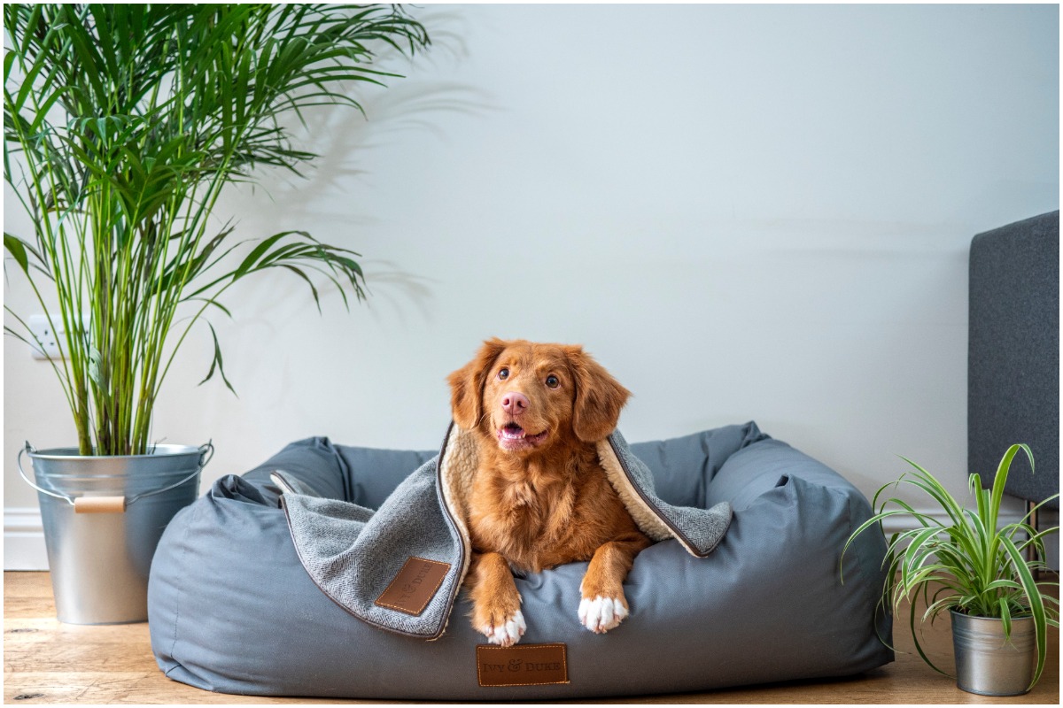 Dog on a dog bed