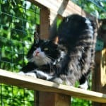 cat stretching inside catio