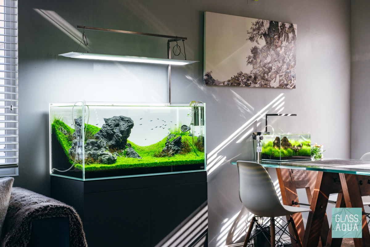 space with a tabletop aquarium and bright green aquascaping